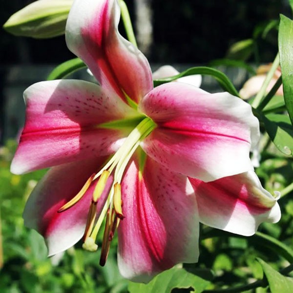  Лилия LOO гибрид Pink Brilliant (Пинк Бриллиант)