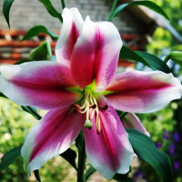  Лилия LOO гибрид Pink Brilliant (Пинк Бриллиант)