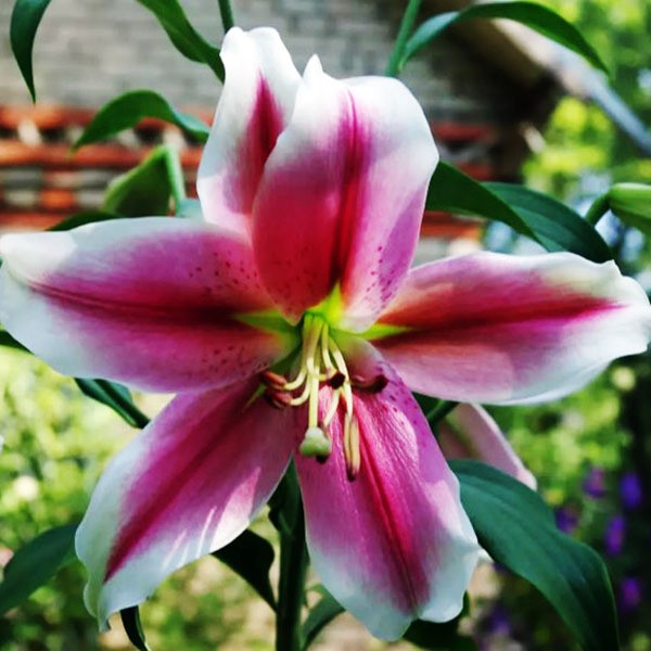  Лилия LOO гибрид Pink Brilliant (Пинк Бриллиант)