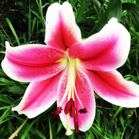  Лилия LOO гибрид Pink Brilliant (Пинк Бриллиант)