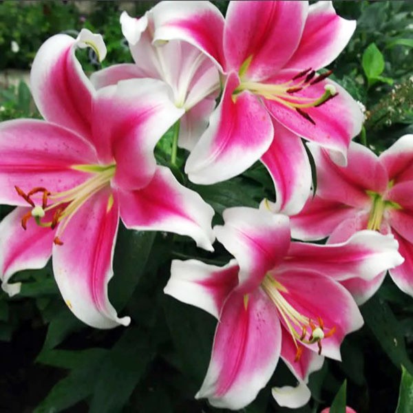  Лилия LOO гибрид Pink Brilliant (Пинк Бриллиант)