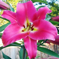  Лилия ОТ гибрид Macizo (Макизо)