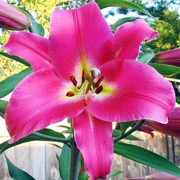  Лилия ОТ гибрид Macizo (Макизо)