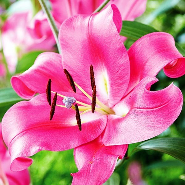  Лилия ОТ гибрид Macizo (Макизо)