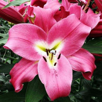  Лилия ОТ гибрид Macizo (Макизо)