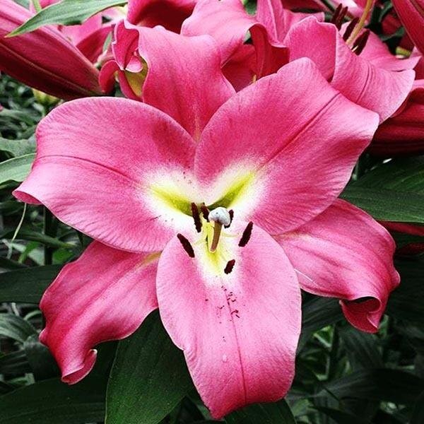  Лилия ОТ гибрид Macizo (Макизо)