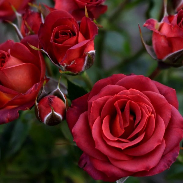 Саженцы Роза спрей Чокочино