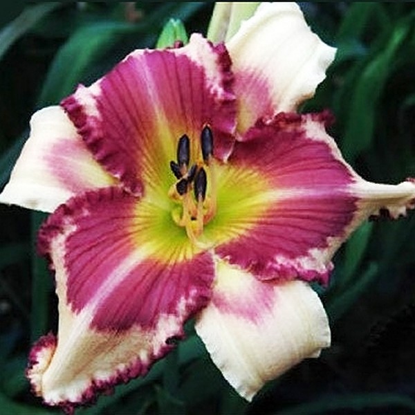 Саженцы Лилейник Raspberry Griffin (Распберри Гриффин)