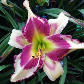 Саженцы Лилейник Raspberry Griffin (Распберри Гриффин)