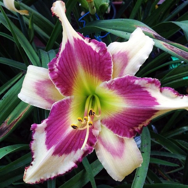 Саженцы Лилейник Raspberry Griffin (Распберри Гриффин)