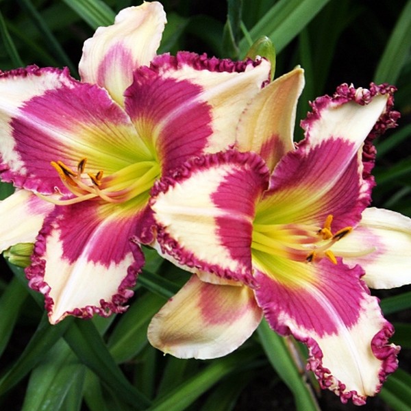 Саженцы Лилейник Raspberry Griffin (Распберри Гриффин)