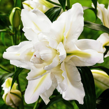  Лилия восточная Bowl of Beauty (Боул оф Бьюти)