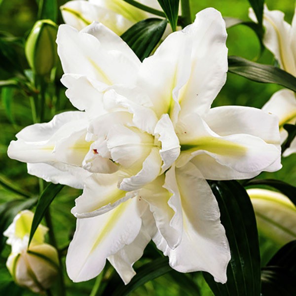  Лилия восточная Bowl of Beauty (Боул оф Бьюти)