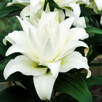  Лилия восточная Bowl of Beauty (Боул оф Бьюти)