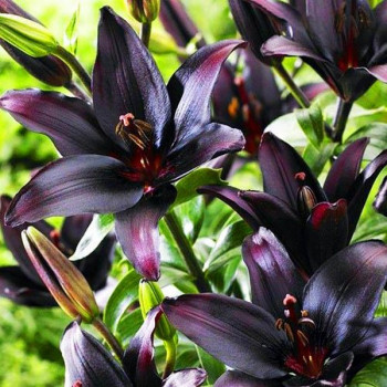  Лилия азиатская Black Charm (Блэк Шарм)