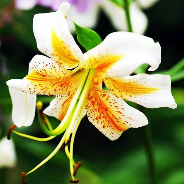  Лилия Lady Alice (Леди Алиса)