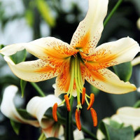  Лилия Lady Alice (Леди Алиса)