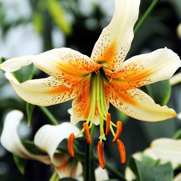  Лилия Lady Alice (Леди Алиса)