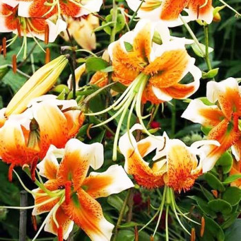  Лилия Lady Alice (Леди Алиса)