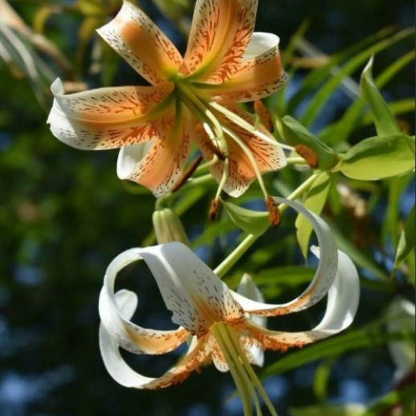  Лилия Lady Alice (Леди Алиса)