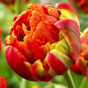 Тюльпан махровый Принцесс Юник (в упаковке - 3шт.)