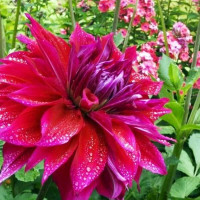 Саженцы Георгина макси Babylon Purple (Вавилон Пурпл)