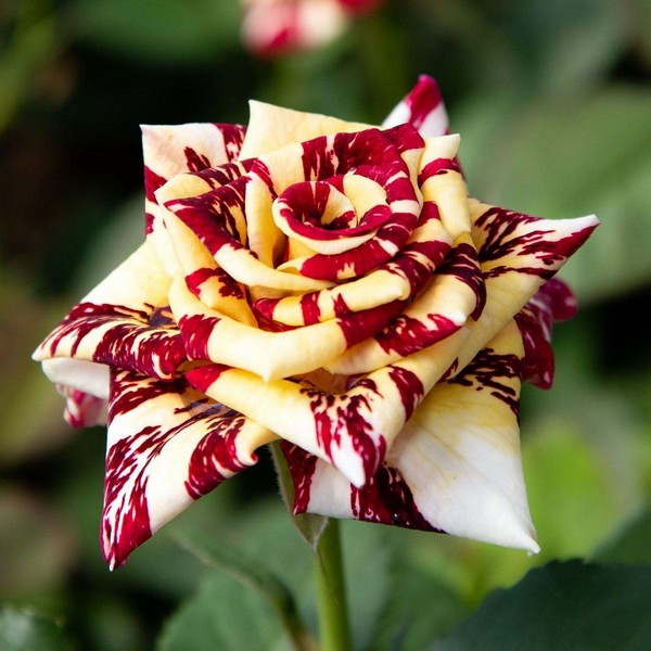 Саженцы Роза чайно-гибридная Сим Салабим