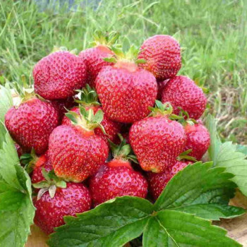 Клубника  Изаура, 5шт.