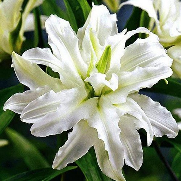  Лилия восточная Polar Star (Полар Стар)