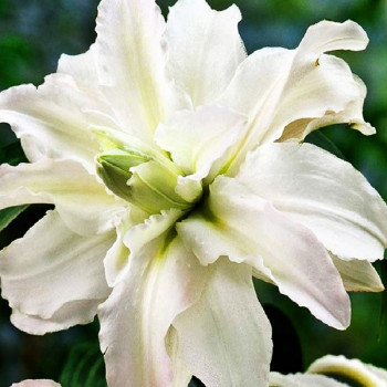  Лилия восточная Polar Star (Полар Стар)