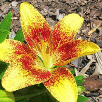  Лилия азиатская Tiny Nugget (Тайни Наггет)