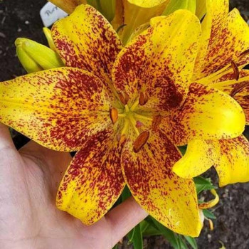  Лилия азиатская Tiny Nugget (Тайни Наггет)