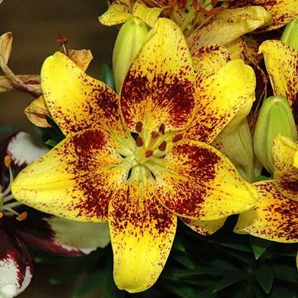  Лилия азиатская Tiny Nugget (Тайни Наггет)