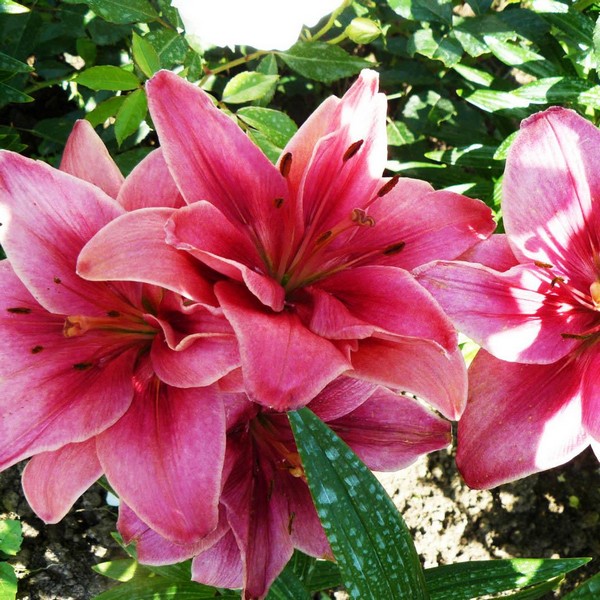  Лилия азиатская Ceres (Церес)