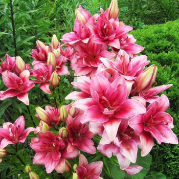  Лилия азиатская Ceres (Церес)