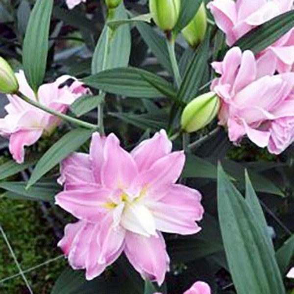  Лилия махровая восточная Accolade (Акколейд)