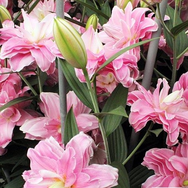  Лилия махровая восточная Accolade (Акколейд)