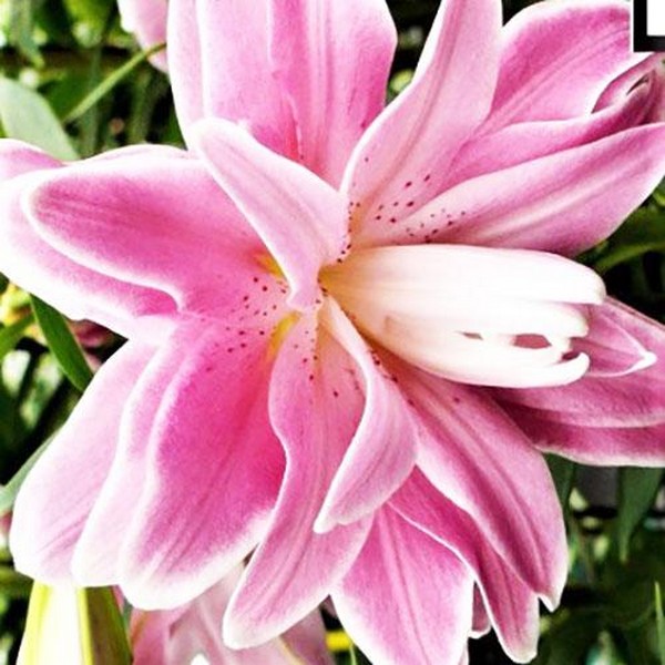  Лилия махровая восточная Accolade (Акколейд)