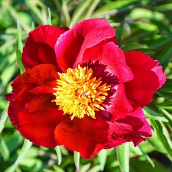 Саженцы Пион Early Scout (Эрли Скаут)