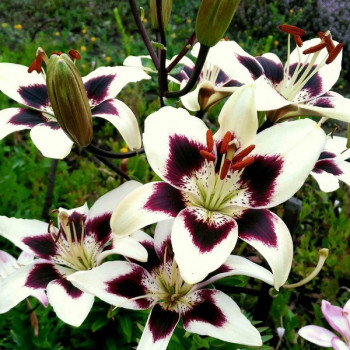  Лилия биколор азиатская Patricia's Pride (Патриция Прайд)