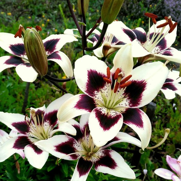  Лилия биколор азиатская Patricia's Pride (Патриция Прайд)