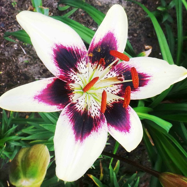  Лилия биколор азиатская Patricia's Pride (Патриция Прайд)