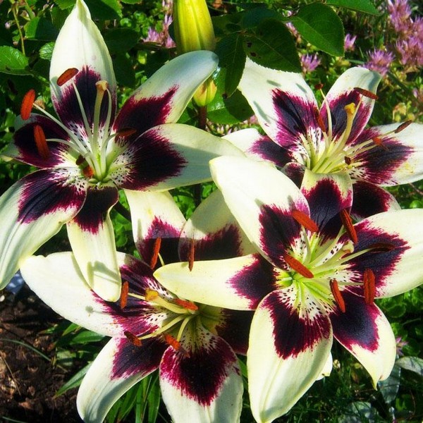  Лилия биколор азиатская Patricia's Pride (Патриция Прайд)