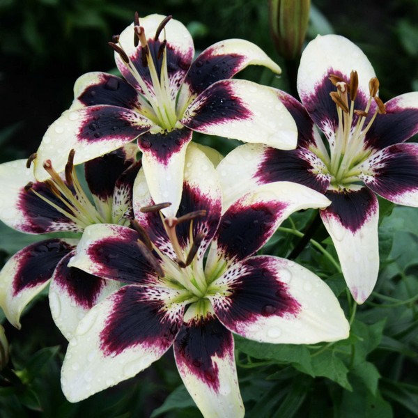  Лилия биколор азиатская Patricia's Pride (Патриция Прайд)