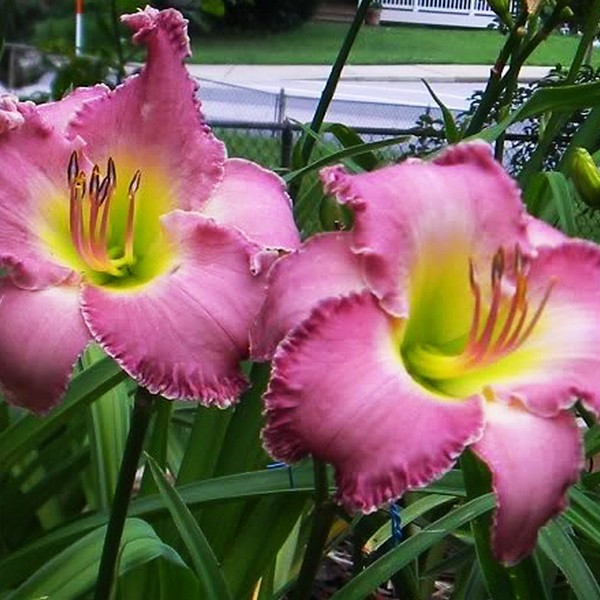 Саженцы Лилейник LaLa Fabulosa (ЛаЛа Фабулоса)