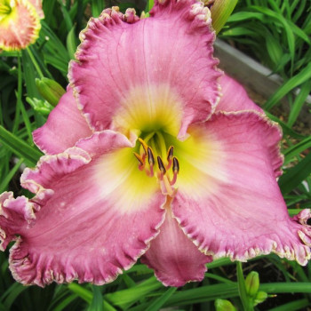 Саженцы Лилейник LaLa Fabulosa (ЛаЛа Фабулоса)