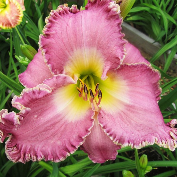 Саженцы Лилейник LaLa Fabulosa (ЛаЛа Фабулоса)