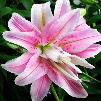  Лилия восточная Curiosity (Кьюриосити)