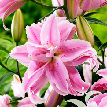  Лилия восточная Curiosity (Кьюриосити)