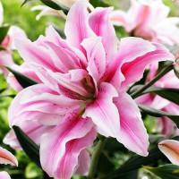  Лилия восточная Curiosity (Кьюриосити)